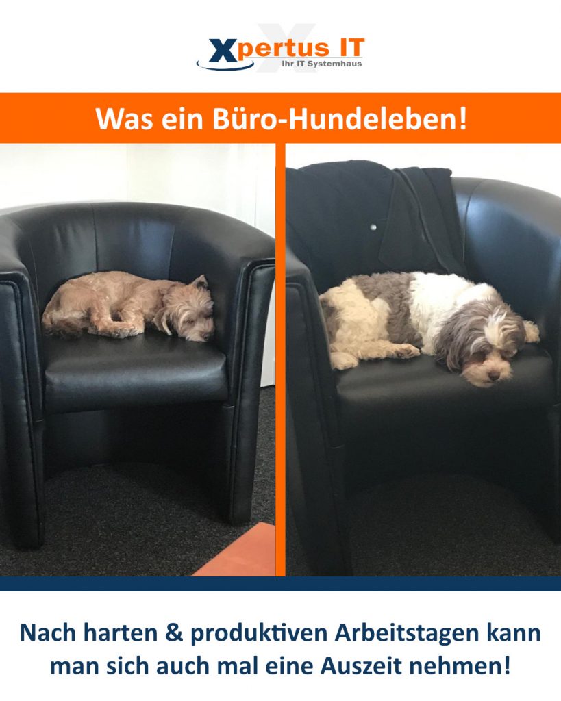 Was ein Büro-Hundeleben!